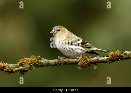 spruce siskin (Carduelis spinus), female perching on a mossy branch, Netherlands Stock Photo