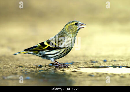 spruce siskin (Carduelis spinus), female perches on an ice sheet and drinking, Netherlands Stock Photo