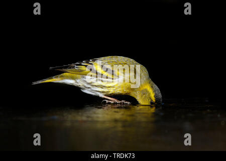 spruce siskin (Carduelis spinus), perches on an ice sheet and drinking, Netherlands Stock Photo