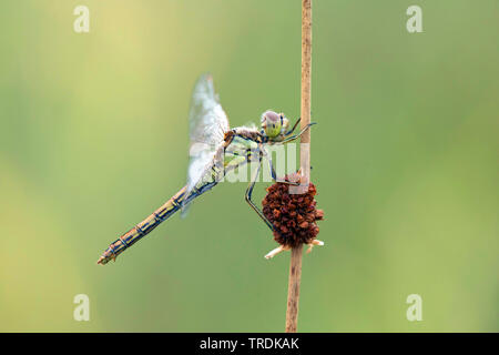 vagrant sympetrum (Sympetrum vulgatum), sitting on a rush, Netherlands Stock Photo