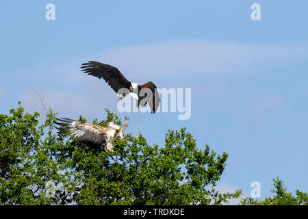 African fish eagle (Haliaeetus vocifer), adult bird attacking juvenile bird on a tree, South Africa, Lowveld, Krueger National Park Stock Photo