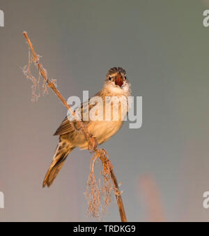 Siberian Common Grasshopper Warbler (Locustella naevia straminea, Locustella straminea), singing male, Russia Stock Photo