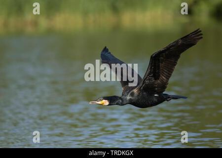 Chinese great cormorant (Phalacrocorax carbo sinensis, Phalacrocorax sinensis), flying over water, Germany Stock Photo