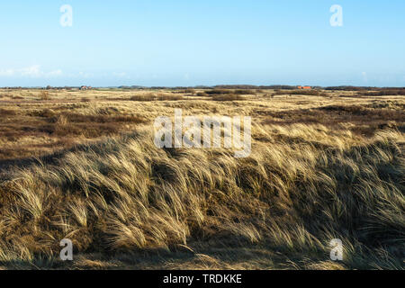dunes on Texel, Netherlands, Texel, Duinen van Texel National Park Stock Photo