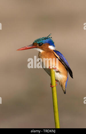 half-collared kingfisher (Alcedo semitorquata), on a branch, South Africa, Mpumalanga, Kruger National Park Stock Photo