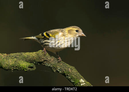 spruce siskin (Carduelis spinus), perching on a branch, side view, Netherlands Stock Photo