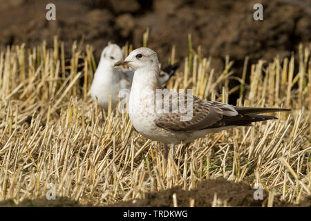 mew gull (Larus canus canus, Larus canus), juvenile, Germany Stock Photo