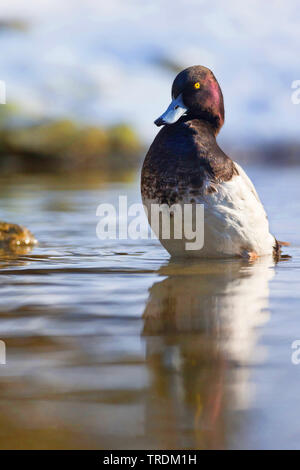 Greater Scaup Drake Stock Photo - Alamy