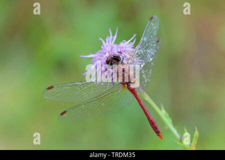 Ruddy sympetrum, Ruddy darter (Sympetrum sanguineum), male sitting on a plant, Germany, Bavaria