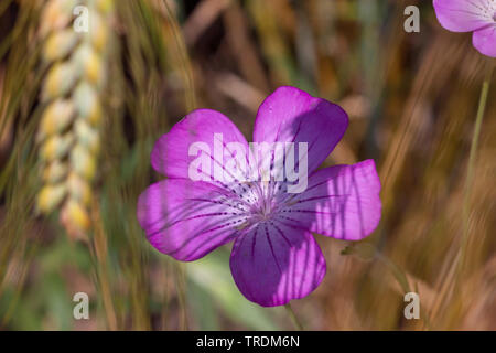 Common corncockle, Common corn-cockle, Corncockle, Corn cockle (Agrostemma githago), blooming in a cornfield, Germany, Bavaria Stock Photo