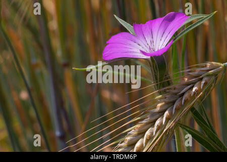 Common corncockle, Common corn-cockle, Corncockle, Corn cockle (Agrostemma githago), blooming in a cornfield, Germany, Bavaria Stock Photo