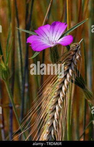 Common corncockle, Common corn-cockle, Corncockle, Corn cockle (Agrostemma githago), blooming in a cornfield, Germany, Bavaria Stock Photo