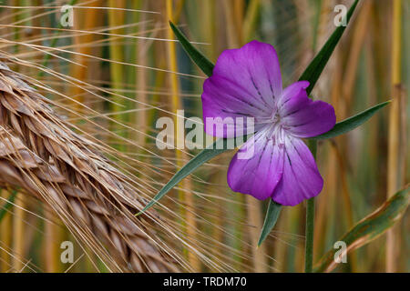 Common corncockle, Common corn-cockle, Corncockle, Corn cockle (Agrostemma githago), blooming in a cornfield, Germany, Bavaria Stock Photo