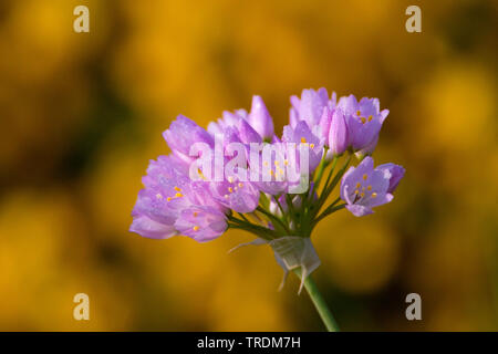 rosy garlic (Allium roseum), inflorescence, Italy, Sardegna Stock Photo