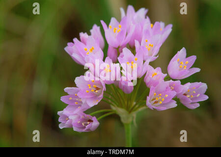 rosy garlic (Allium roseum), inflorescence, Italy, Sardegna Stock Photo