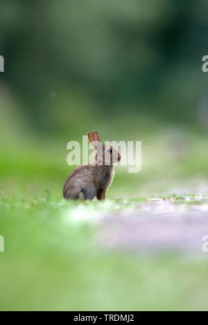 European rabbit (Oryctolagus cuniculus), juvenile on a meadow, Netherlands, Gelderland