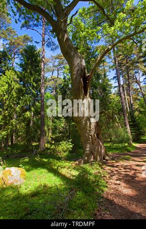 common oak, pedunculate oak, English oak (Quercus robur. Quercus pedunculata), old oak in nature reserve Trollskogen, Oeland Stock Photo