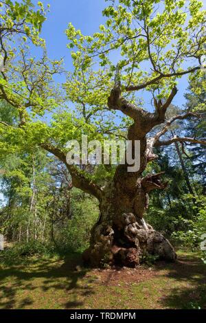 common oak, pedunculate oak, English oak (Quercus robur. Quercus pedunculata), old oak in nature reserve Trollskogen, Oeland Stock Photo