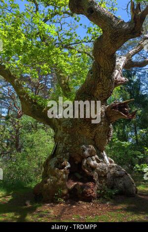 common oak, pedunculate oak, English oak (Quercus robur. Quercus pedunculata), old oak in nature reserve Trollskogen, Oeland Stock Photo