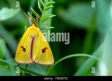 clouded buff moth (Diacrisia sannio), sitting on a leaf, Germany, Bavaria, Murnauer Moos Stock Photo