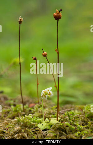 One-flowered pyrola, Woodnymph, One-flowered wintergreen, Single delight, wax-flower (Moneses uniflora), blooming and fruiting, Austria, Tyrol Stock Photo