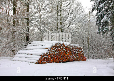 heap of tree trunks in winter forest, Germany, Hesse Stock Photo
