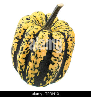 Green Acorn 'Cucurbita pepo' squash harvest, variety turbinate Stock Photo: 165579927 - Alamy