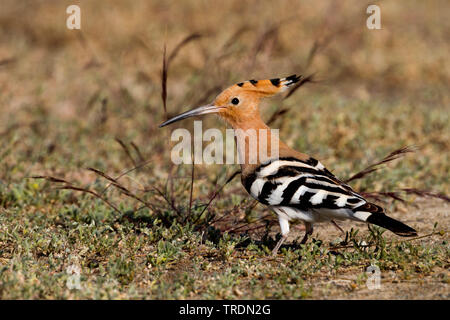 hoopoe (Upupa epops), foraging on the ground, Spain Stock Photo
