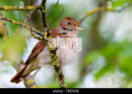 nightingale (Luscinia megarhynchos), perching on a branch and singing, Germany Stock Photo