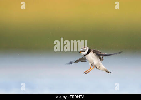 ringed plover (Charadrius hiaticula), adult male landing, Germany Stock Photo