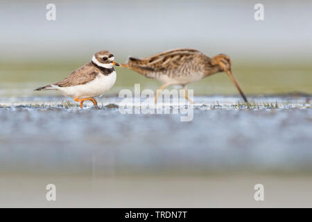 ringed plover (Charadrius hiaticula), female with Common Snipe searching food, Germany