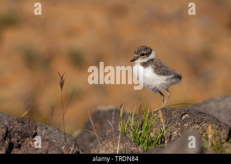 ringed plover (Charadrius hiaticula), chick standing on the ground, Iceland Stock Photo