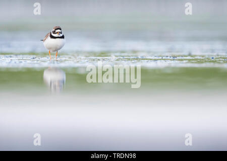 ringed plover (Charadrius hiaticula), female in shallow water, Germany Stock Photo