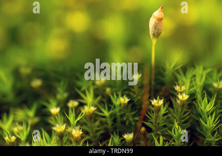 hair cap moss (Polytrichum spec.), capsule, Germany, Bavaria Stock Photo