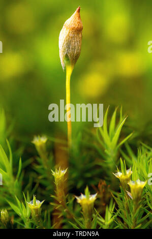 hair cap moss (Polytrichum spec.), capsule, Germany, Bavaria Stock Photo