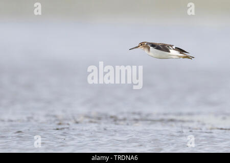 common sandpiper (Tringa hypoleucos, Actitis hypoleucos), juvenile flying over water, Germany Stock Photo