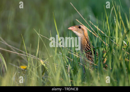 corn crake, corncrake (Crex crex), adult hiding in grassland, Russia Stock Photo