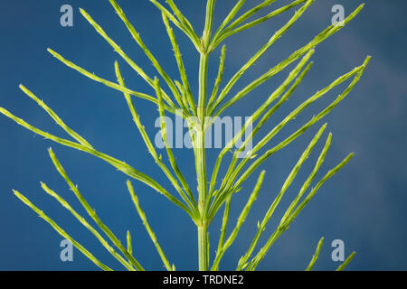 field horsetail (Equisetum arvense), sprout, Germany Stock Photo