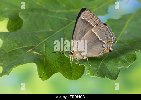 Purple Hairstreak (Favonius quercus, Neozephyrus quercus, Quercusia quercus), male, Germany Stock Photo