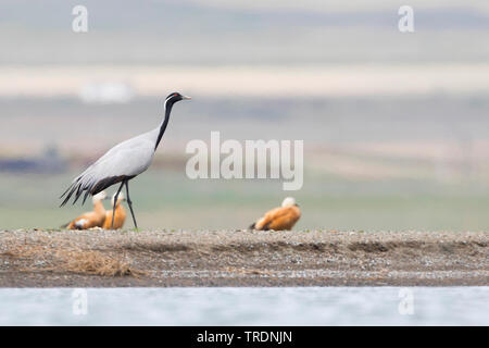 demoiselle crane (Anthropoides virgo), on the shore, Russia, Baikal Stock Photo