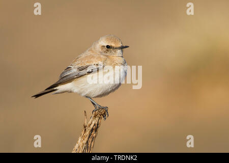 Nord African desert wheatear (Oenanthe deserti homochroa, Oenanthe homochroa), adult female perching on withered branch, Morocco Stock Photo