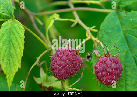 European red raspberry (Rubus idaeus), raspberry on a bush, Germany, Bavaria Stock Photo