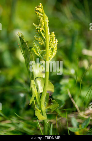 Moonwort grape-fern (Botrychium lunaria), Austria, Tyrol, Lechtaler Alpen Stock Photo