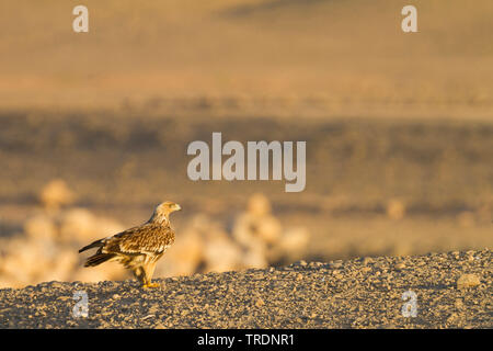 imperial eagle (Aquila heliaca), sitting on the ground, Oman Stock Photo