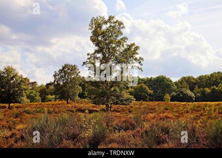 common birch, silver birch, European white birch, white birch (Betula pendula, Betula alba), in heathland, nature reserve Wahner Heide, Germany, North Rhine-Westphalia, Bergisches Land Stock Photo
