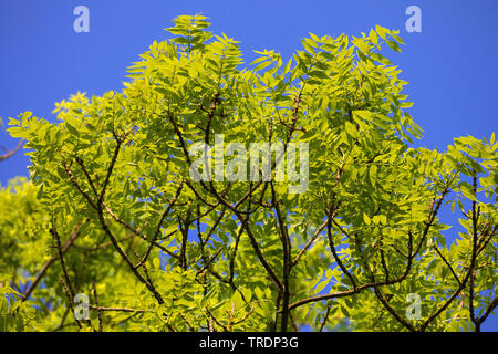 The crowns of common ash trees, Fraxinus excelsior, in the light of the ...