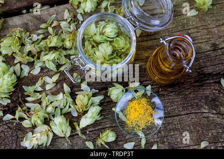 common hop (Humulus lupulus), production of hop oil, Germany Stock Photo