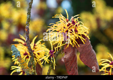 Witch hazel (Hamamelis intermedia, Hamamelis x intermedia), blooming Stock Photo