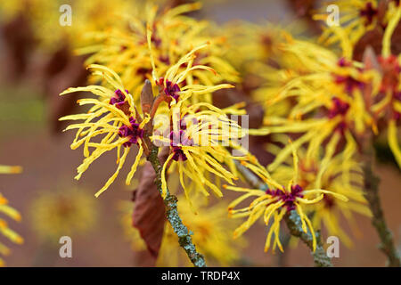 Witch hazel (Hamamelis intermedia, Hamamelis x intermedia), blooming Stock Photo