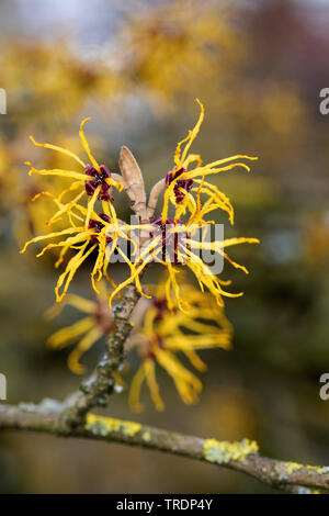 Japanese witch hazel (Hamamelis japonica), blooming branch Stock Photo